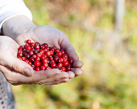 在树林里采浆果的人