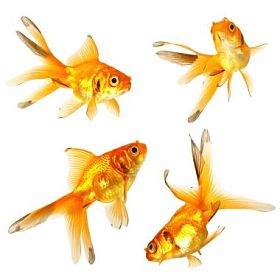黄金