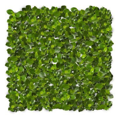 綠色的樹葉背景圖片