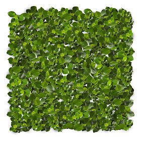 绿色的树叶背景图片