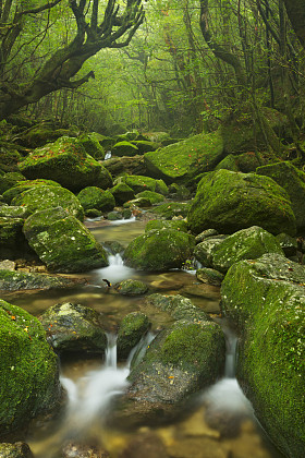 屋久岛白谷云水教热带雨林小径上的河