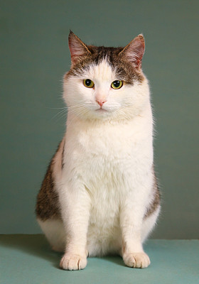 西伯利亚繁殖汤姆傲慢自大的猫在桌子上