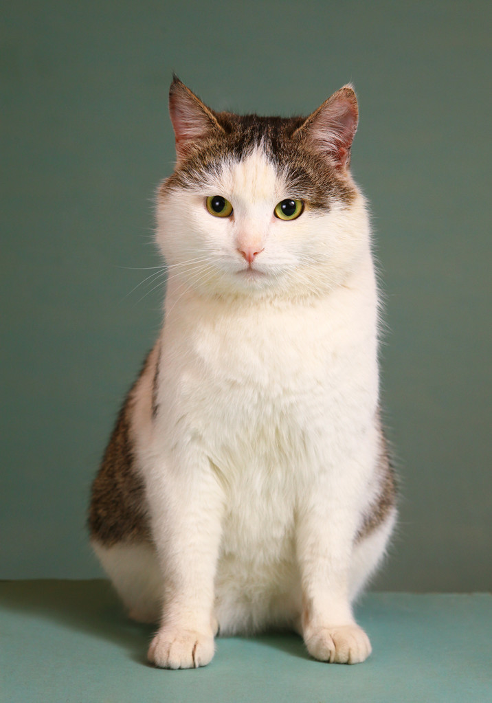 西伯利亚繁殖汤姆傲慢自大的猫在桌子上