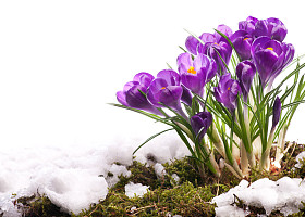 美丽的复活节春天鲜花隔离在白色背景的艺术