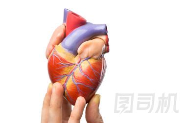 顯示模型人的心臟上白色的手指
