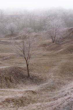 景观与雾在深秋图片