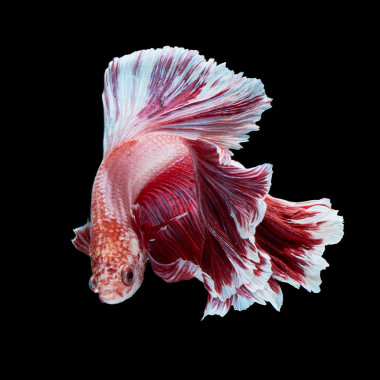 斗魚宏，靠得很近