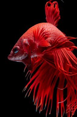 斗魚(yú)宏，靠得很近圖片