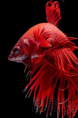 斗魚(yú)宏，靠得很近圖片