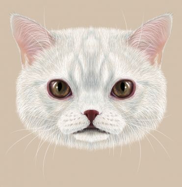 插图的肖像的家猫