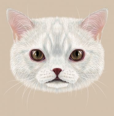 插图的肖像的家猫 插图的肖像的家猫