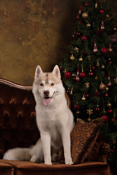 工作室彩色背景，圣诞节和新年的肖像狗咬狗品种哈士奇