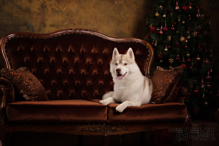 工作室彩色背景，圣誕節(jié)和新年的肖像狗咬狗品種哈士奇