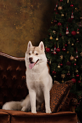 工作室彩色背景，圣诞节和新年的肖像狗咬狗品种哈士奇