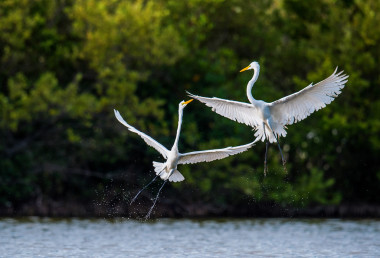 战斗伟大的白蚁（阿尔代亚阿尔巴 ).