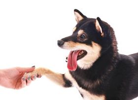 西巴犬把爪子给了一个被隔离在白色上的女人