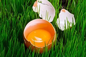 一个鸡蛋的蛋黄