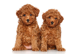 玩具贵宾犬小狗画像