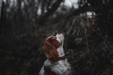 騎士國(guó)王查爾斯賓格犬圖片