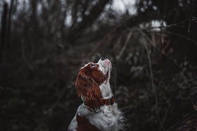 骑士国王查尔斯宾格犬图片