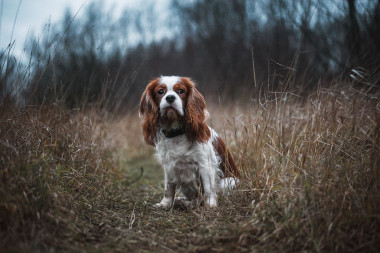騎士國(guó)王查爾斯賓格犬