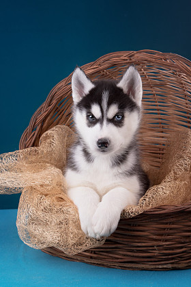 小狗哈士奇蓝底白字。圣诞