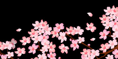 春天櫻花盛開(kāi)背景照片