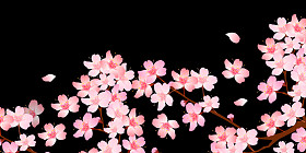 春天樱花盛开背景照片