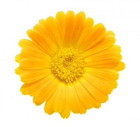 橙花照片