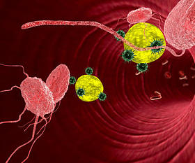 巨噬细胞和脂肪细胞