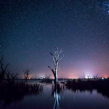 在一棵枯树的夜空