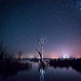 在一棵枯树的夜空