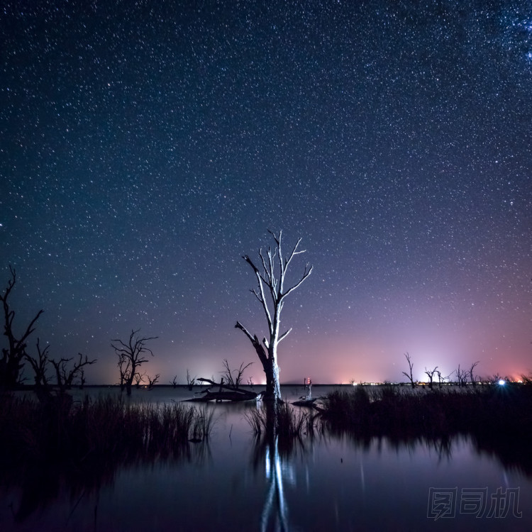 在一棵枯樹的夜空