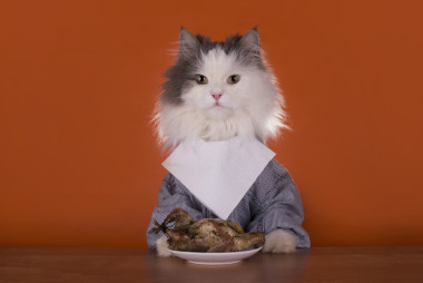 猫正在为晚餐鸡图片