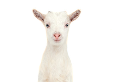 白山羊隔離圖片