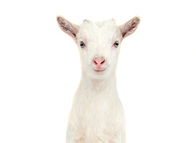 白山羊隔离图片