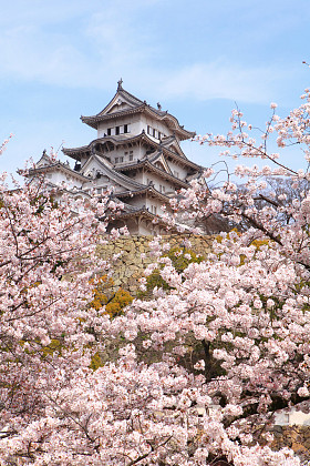 日本的城堡与粉红色的樱花花图片