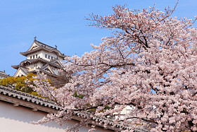 粉红色的樱花花卉与日本城堡图片