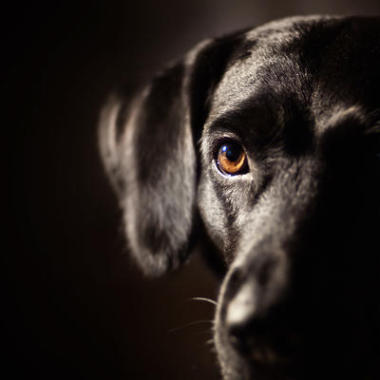 黑犬圖片