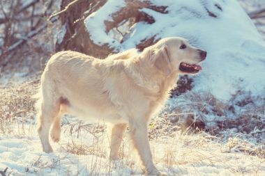 猎犬在冬季森林