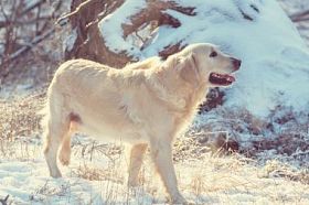 猎犬在冬季森林