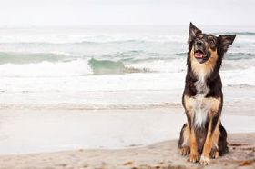 牧羊犬杂交狗在海滩