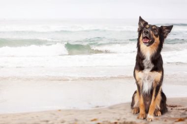 牧羊犬杂交狗在海滩