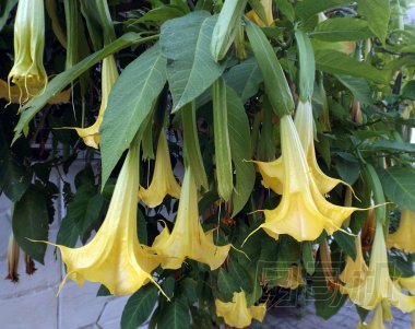 Brugmansia 或天使吹號