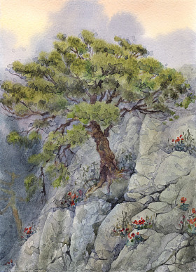 水彩风景。山中的树图片