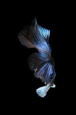 藍(lán)色暹羅斗魚、 斗魚上黑色孤立