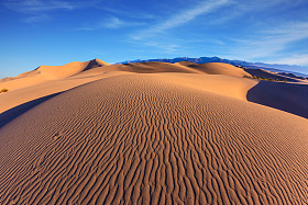 豆科灌木平沙丘