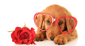 情人节那天的小狗图片