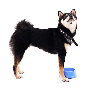 蓝色的碗 Siba inu 狗