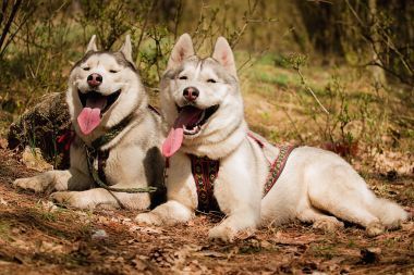 驾驶狗拉雪橇。在比赛结束后休息的狗。西伯利亚雪橇犬